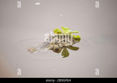 Alligator-pity-swampland, Caimam crocodilus yacare, Miranda, Mato Grosso do Sul, Brazil Stock Photo