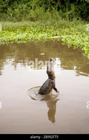 Alligator-pity-swampland, Caimam crocodilus yacare, Miranda, Mato Grosso do Sul, Brazil Stock Photo