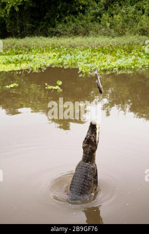 Alligator-pity-swampland, Caimam crocodilus yacare, Miranda, Mato Grosso do Sul, Brazil Stock Photo