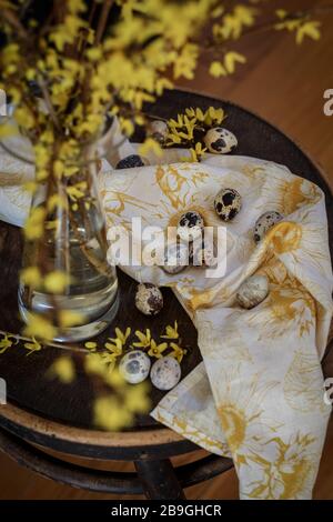 Quail eggs and yellow Forsythia blooms on a rustic chair. Easter still life Stock Photo