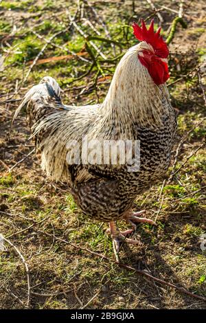 Rooster and chickens in the yard of a Polish farm. Stock Photo