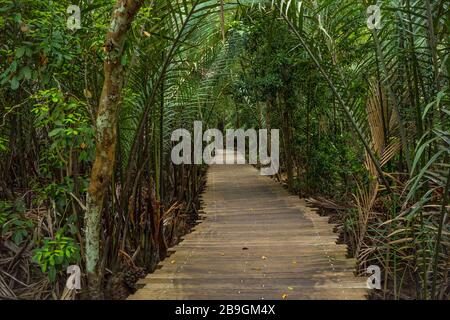 Wooden boardwalk in natural untouched mangrove forest in pulau Ubin, Singapore whole island like a park place worth a visit Stock Photo