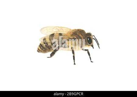 Beautiful watercolor resting bee icon isolated on white background. Honey bee. Insect. Hand drawn realistic Stock Photo