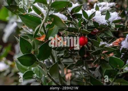 Ruscus aculeatus in spring snowfall Stock Photo