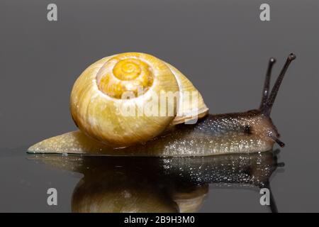 Isolated common European garden snail (Helix aspersa) on glass with a reflection Stock Photo