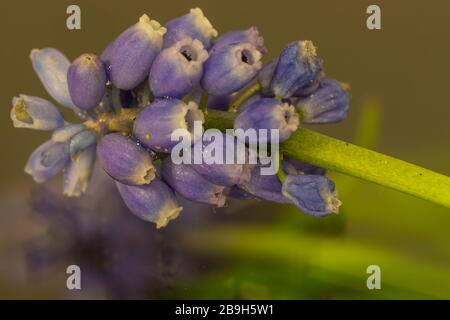 Blue Muscari or Grape hyacinth first spring flowers on a glass for reflections.Springtime concept Stock Photo