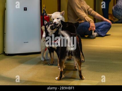 A picture of two Mame Shiba Inus playing inside a dog cafe. Stock Photo