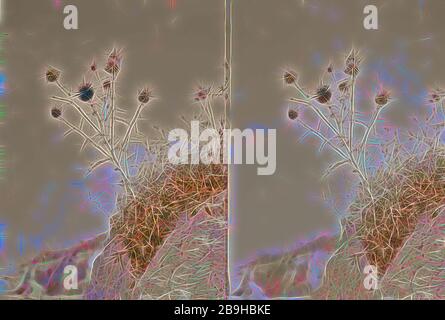 Wild flowers of Palestine. Globe-thistle (Echinops viscosus L.). 1900 Stock Photo