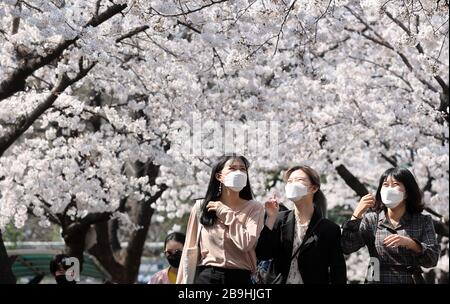 (200324) -- SEOUL, March 24, 2020 (Xinhua) -- People walk under cherry blossoms in Daegu, South Korea, March 24, 2020. South Korea reported 76 more cases of COVID-19 compared to 24 hours ago as of midnight Tuesday local time, raising the total number of infections to 9,037. The newly confirmed cases stayed below 100 for the third straight day. Of the new cases, 20 were imported from abroad. (Newsis/Handout via Xinhua) Stock Photo