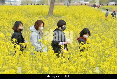 (200324) -- SEOUL, March 24, 2020 (Xinhua) -- People enjoy the scene of cole flowers by the Taehwa River in Ulsan, South Korea, March 24, 2020. South Korea reported 76 more cases of COVID-19 compared to 24 hours ago as of midnight Tuesday local time, raising the total number of infections to 9,037. The newly confirmed cases stayed below 100 for the third straight day. Of the new cases, 20 were imported from abroad. (Newsis/Handout via Xinhua) Stock Photo