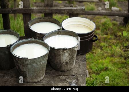 Whey in buckets left after making homemade organic cheese in carpathian mountains Stock Photo