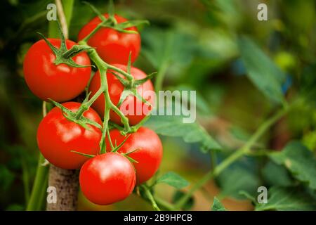 Ripe tomato plant growing in greenhouse. Tasty red heirloom tomatoes. Blurry background and copy space Stock Photo