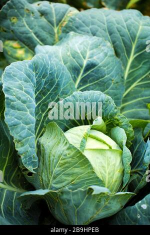 Organic cabbage growing in garden on farm close up Stock Photo