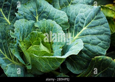 Green cabbage growing on a garden bed close up Stock Photo