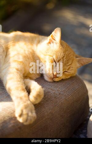 Cute orange cat sleeping outdoors under rays of sun Stock Photo