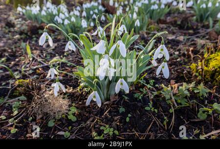 A clump of white snowdrops (Galanthus elwesii var monostictus) in flower growing in spring at RHS Gardens, Wisley, Surrey, south-east England