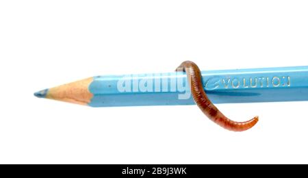 image of eartworm on a blue pencil Stock Photo