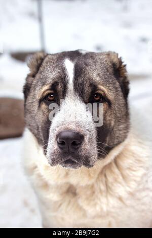 Portrait of five months puppy of Central Asian Shepherd Stock Photo