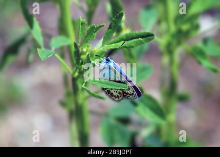 Chalkhill blue Polyommatus coridon butterfly in the family Lycaenidae, sitting on a plant, close up. Stock Photo