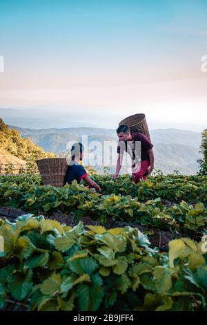 MonCham Chiang Mai Thailand, couple in traditional lana clothes, men and woman picking up strawberry in northern thailand clothes, Mon Cham Chiang Mai Stock Photo