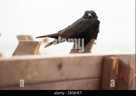 Black crow sitting on wooden post that formed part of the coastal groyne along Britain's coastline. Stock Photo