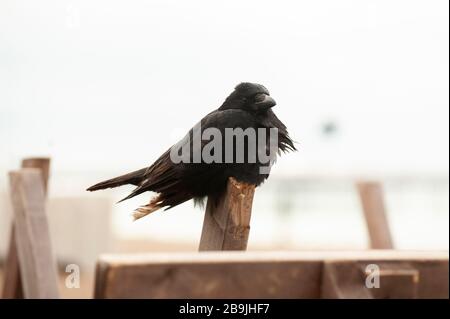 Black crow sitting on wooden post that formed part of the coastal groyne along Britain's coastline. Stock Photo