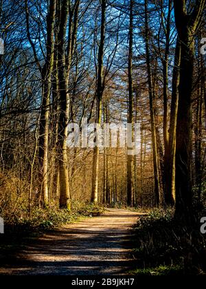 Path through trees in woodland Stock Photo