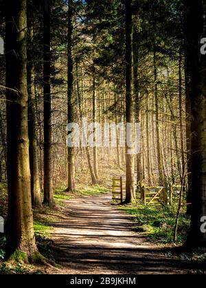 Path through trees in woodland Stock Photo