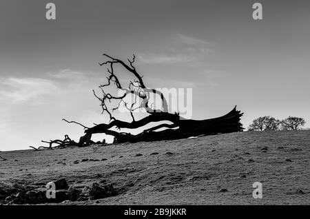 Fallen tree silhouetted against sky Stock Photo