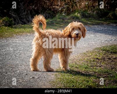 Cockapoo dog on path outdoors Stock Photo