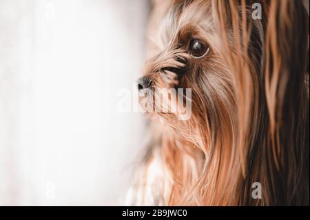 Close up portrait of young Yorkshire terrier female puppy looking at window from house during the bright sunny day. Lovely pets care at home concept. Stock Photo