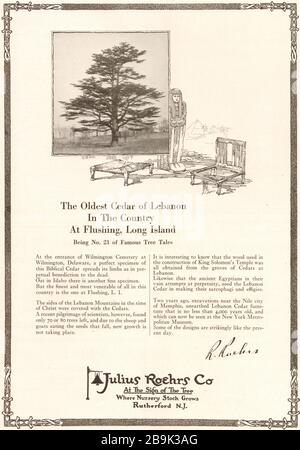 The oldest Cedar of Lebanon in the country at Flushing, Long Island. Julius Roehrs Co., Rutherford, New Jersey (1922) Stock Photo