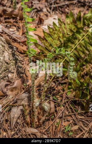 A wild fern emerging through the forest leaf debris from the ground uncoiling the fronds of the new growth on a sunny day in early spring Stock Photo