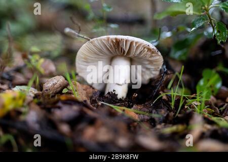 Large white mushroom growing in soil on forest floor in California Stock Photo