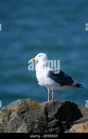 Seagull standing on coastal stone with blue ocean in the background Stock Photo