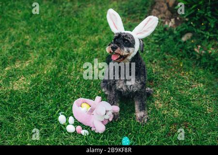 Cute Airedale Terrier dog in Easter bunny ears with eggs and basket sitting on grass in garden. Selected focus. Stock Photo