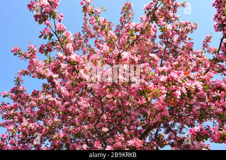 Prunus cerasifera tree blood cherry in full blooming swing Stock Photo