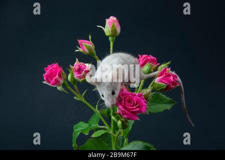 studio, mouse, rodent, animal, mammal, cute, white, isolated, rat, tail, domestic, pet, mice, brown, background, wildlife, pest, small, portrait, natu Stock Photo