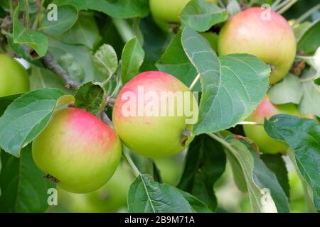 Melba Apple. Malus domestica 'Melba'. Red Melba apple. Ripe apples growing on a tree Stock Photo
