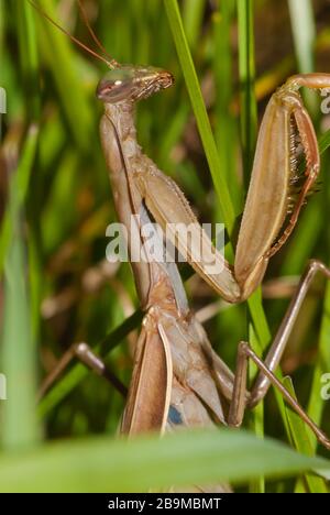 A brown colored praying mantis, Mantis religiosa, in long grass in an autumn meadow in eastern Ontario, Canada Stock Photo