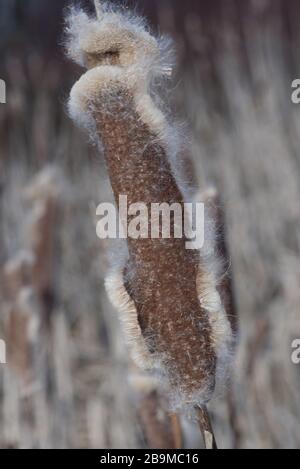 Typha latifolia is a genus of about 30 species of monocotyledonous flowering plants in the family Typhaceae. Stock Photo