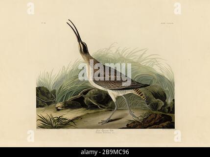 Plate 237 Great Esquimaux Curlew (Northern Curlew) The Birds of America folio (1827–1839) John James Audubon, High resolution and quality edited image Stock Photo