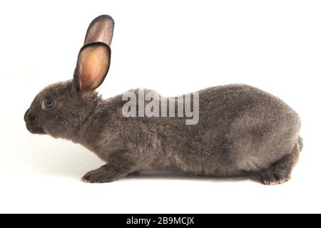 gray rex rabbit isolated on white background Stock Photo