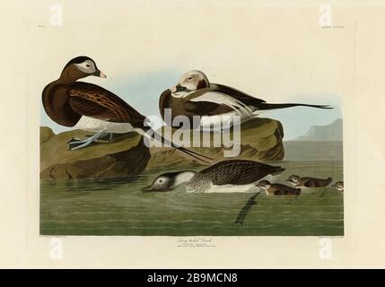 Plate 312 Long-tailed Duck from The Birds of America folio (1827–1839) by John James Audubon - Very high resolution and quality edited image Stock Photo