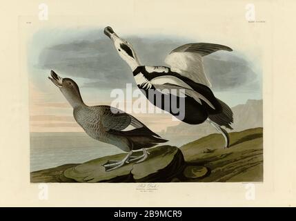 Plate 332 Pied Duck (Labrador Duck) (extinct) The Birds of America folio (1827–1839) John James Audubon - Very high resolution quality edited image Stock Photo