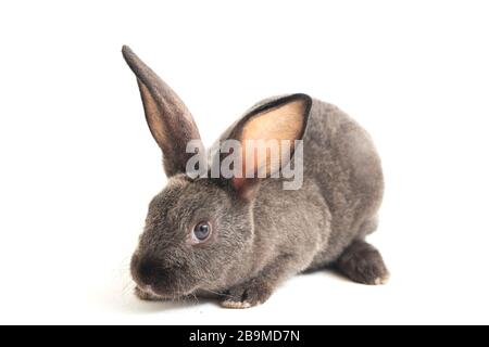 gray rex rabbit isolated on white background Stock Photo