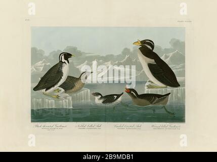 Plate 402 Black-throated Guillemot, Nobbed-billed Auk and Curled-crested Auk, The Birds of America, John James Audubon, High resolution quality image Stock Photo