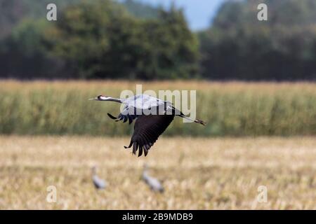 Common crane / Eurasian crane (Grus grus) flying over harvested wheat field / cornfield in autumn / fall Stock Photo