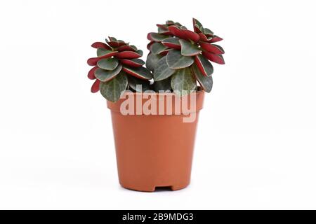 Small 'Peperomia Verticillata Red Log' succulent house plant in plastic flower pot on white background Stock Photo