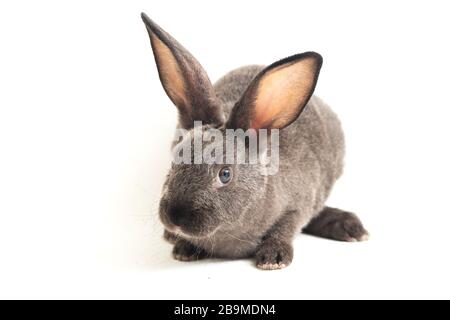 gray rex rabbit isolated on white background Stock Photo
